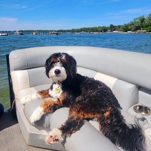 F1 Mini Bernedoodle Wally of Skye & Goose